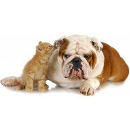 Cute Bulldog With Cat Cute Bulldog With Cat