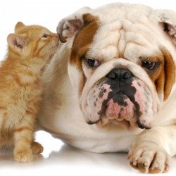 Cute Bulldog With Cat Cute Bulldog With Cat