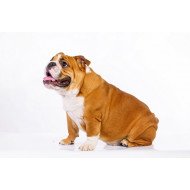 Cute Dog 3 Cute Dog 3