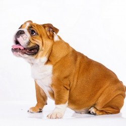 Cute Dog 3 Cute Dog 3