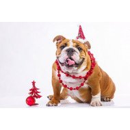 Cute Dog In Christmas Hat Cute Dog In Christmas Hat