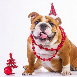 Cute Dog In Christmas Hat Cute Dog In Christmas Hat