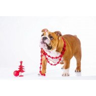 Cute Dog 4 Cute Dog 4