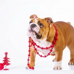Cute Dog 4 Cute Dog 4