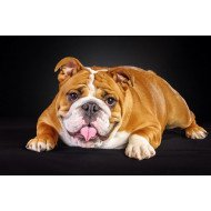 Cute Dog 5 Cute Dog 5