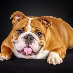 Cute Dog 5 Cute Dog 5