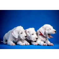 Cute Yawning Puppies Cute Yawning Puppies