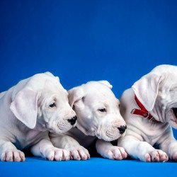 Cute Yawning Puppies Cute Yawning Puppies
