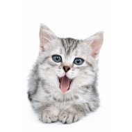 Cute Cat 3 Cute Cat 3
