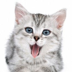 Cute Cat 3 Cute Cat 3
