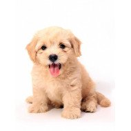 Cute Puppy 3 Cute Puppy 3