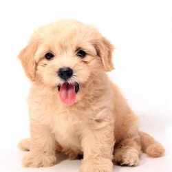 Cute Puppy 3