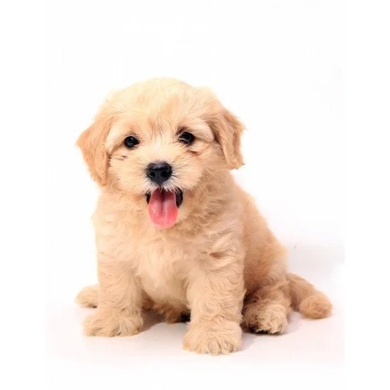 Cute Puppy 3 Cute Puppy 3