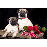 Cute Pugs Cute Pugs