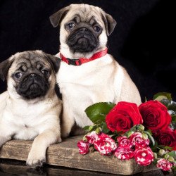 Cute Pugs Cute Pugs
