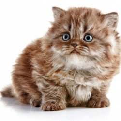 Cute Cat 4 Cute Cat 4