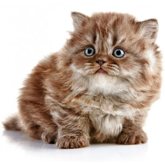 Cute Cat 4