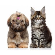 Cute Puppy And Cat Cute Puppy And Cat