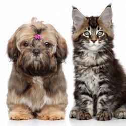 Cute Puppy And Cat