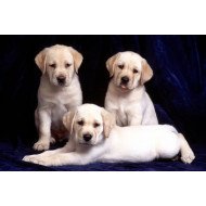 Cute Puppies 5 Cute Puppies 5