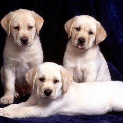 Cute Puppies 5 Cute Puppies 5