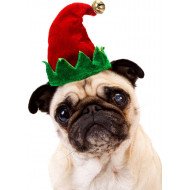 Pug With Hat Pug With Hat