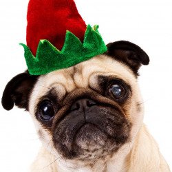 Pug With Hat Pug With Hat