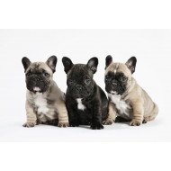 Three Bulldog Puppies