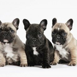 Three Bulldog Puppies Three Bulldog Puppies