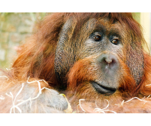 Orangutan Ape Poster