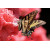 Butterfly On Flower Poster Poster