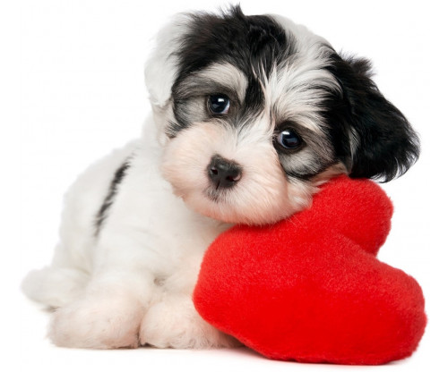 Valentine Dog Love