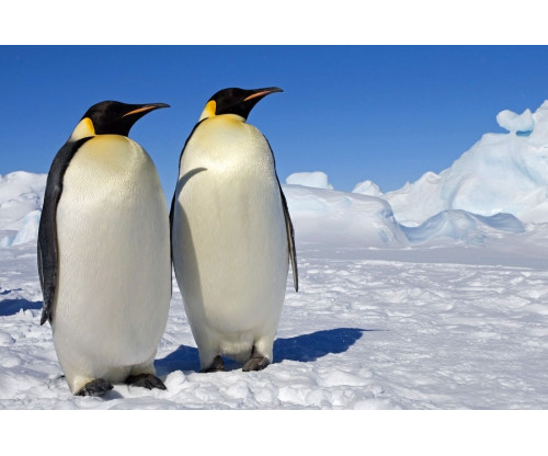 Penguins Love