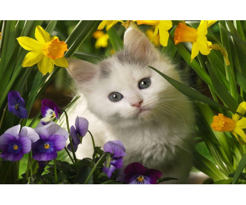Just Cute - White Cat With Flowers