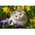 Just Cute - White Cat With Flowers