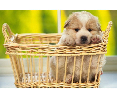 Just Cute - Puppy In The Basket