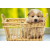 Just Cute - Puppy In The Basket