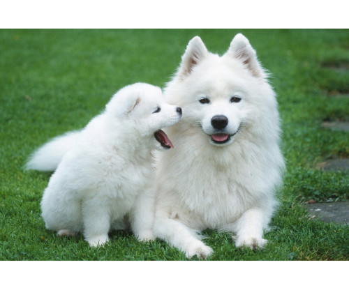 Just Cute - Puppy With His Mother