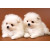 Just Cute - Two White Puppies