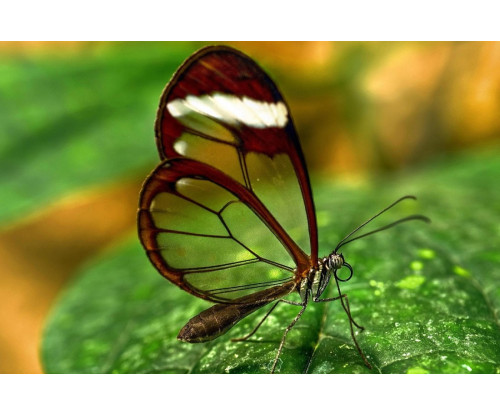 Aura - Transparent Butterfly