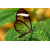 Aura - Transparent Butterfly