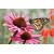 Aura - Butterfly On Pink Flower