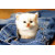 Cute Cat In Jeans Pocket