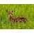 Deer In The Field 3