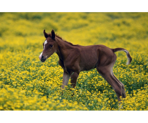 Horse In Field