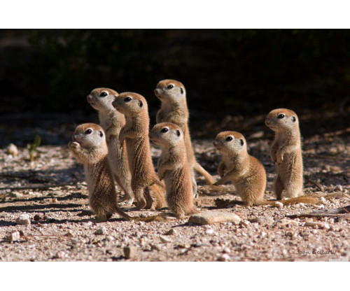 Tiny Meerkats