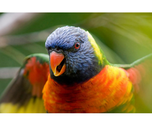 Oshi-  Beautiful Parrot
