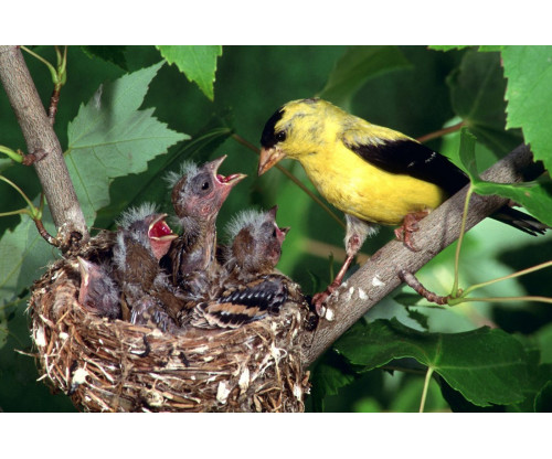 Mother Bird Feeding Baby Birds