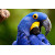 Oshi-  Beautiful Parrot 2