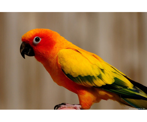 Beautiful Red Parrot